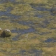 Blanketweed in pond